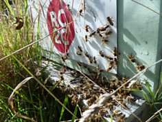 ruche RC2C un toit pour les abeilles