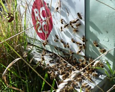 ruche RC2C un toit pour les abeilles